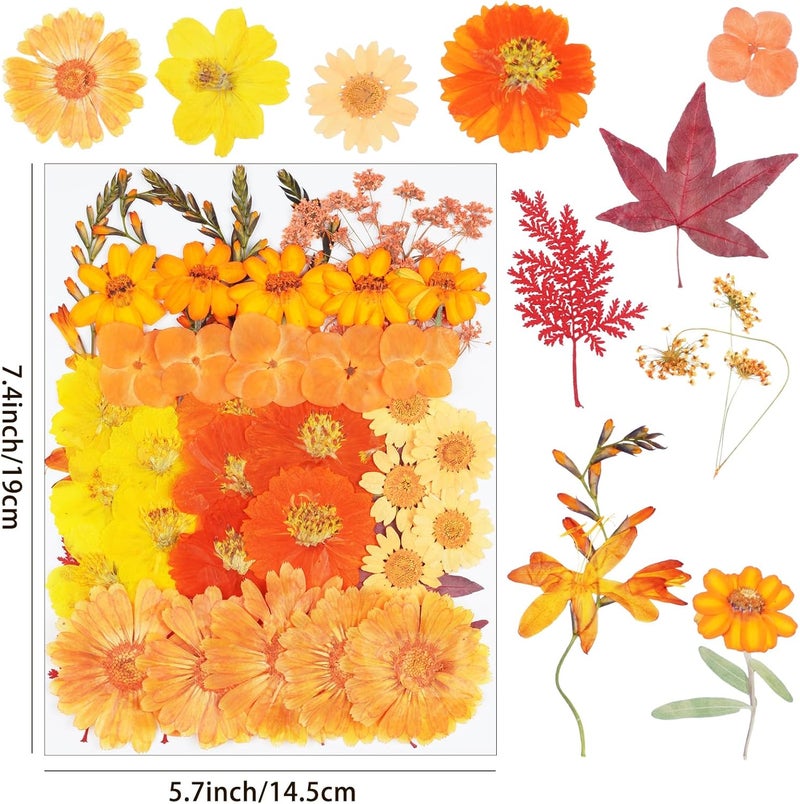 Xinxinran 50Pcs Large Fall Dried Pressed Flowers for Crafts, Orange Dry Flowers Kit for Resin Molds,Epoxy Resin Accessories,Bookmark,Jewelry Molds,Candle Making Supplies,Soap,Frame - Image 2